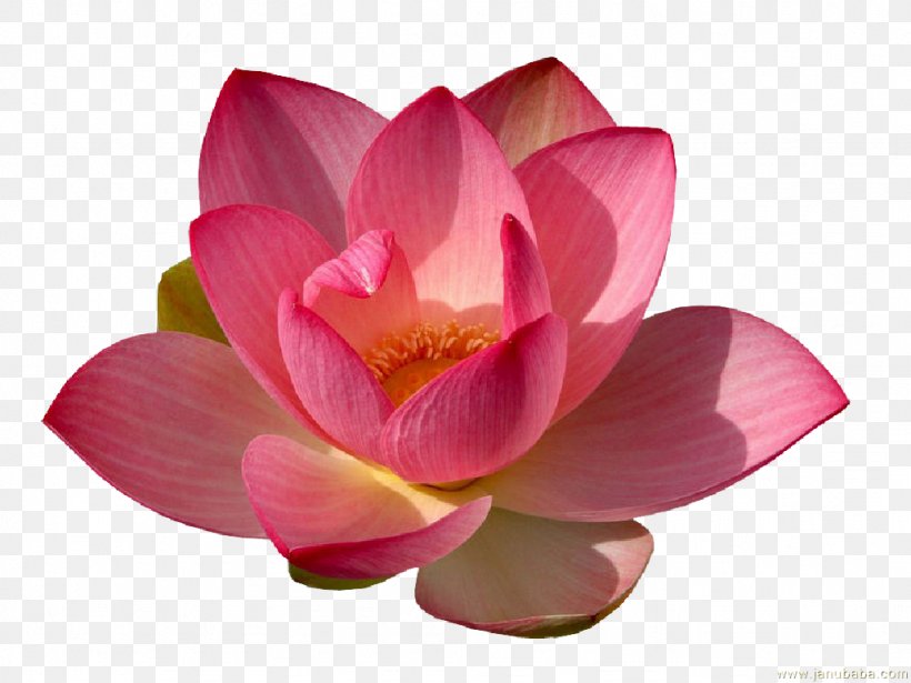 Sacred Lotus Clip Art Image Desktop Wallpaper, PNG, 1024x768px, Sacred Lotus, Aquatic Plant, Botany, Flower, Flowering Plant Download Free