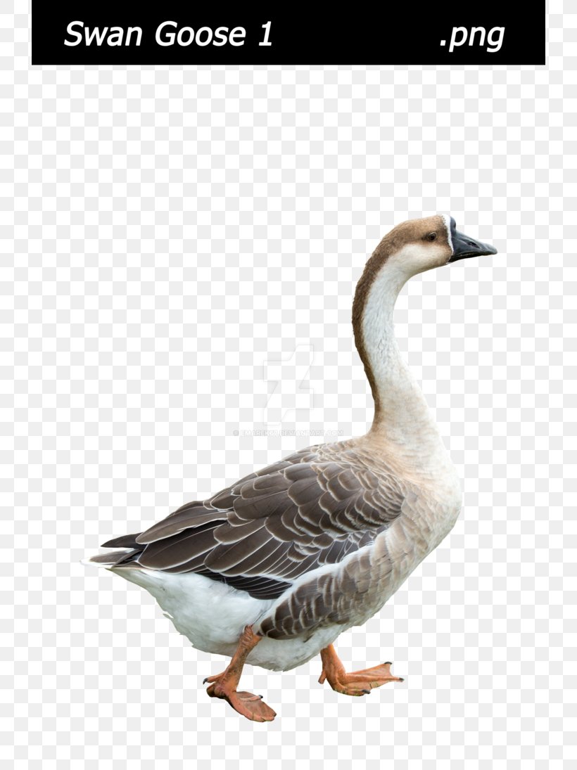 Swan Goose Bird Duck Mallard, PNG, 730x1095px, Goose, Anatidae, Animal, Art, Beak Download Free