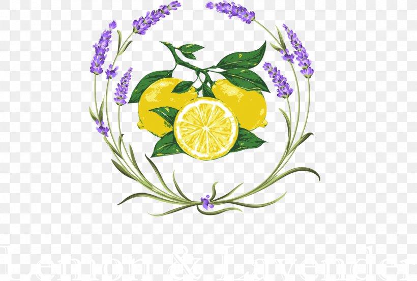 Lemon & Lavender Flower Vector Graphics Clip Art, PNG, 1500x1012px, Lavender, Artwork, Botanical Illustration, Botany, Citrus Download Free