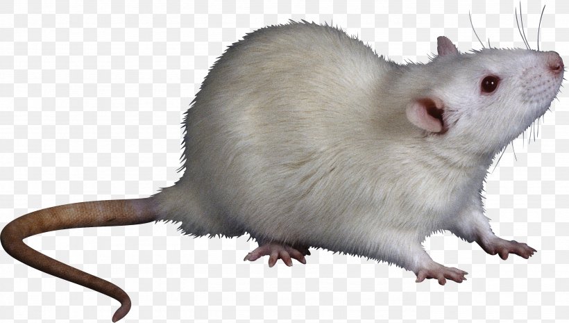 Rat Trap Mouse Rodent Cat, PNG, 2776x1577px, Rat, Aggressive Pest Control, Animal, Cat, Dormouse Download Free