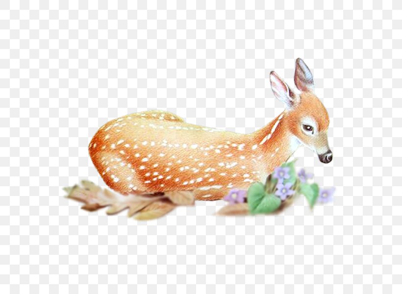 Red Deer Roe Deer Animal, PNG, 600x600px, Deer, Animal, Animal Sauvage, Animation, Antler Download Free
