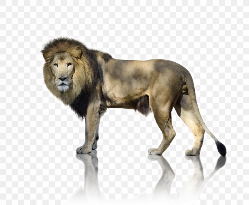 A Lion To Guard Us Stock Photography Royalty-free Image, PNG, 851x704px, Lion, Animal Figure, Big Cat, Big Cats, Carnivore Download Free