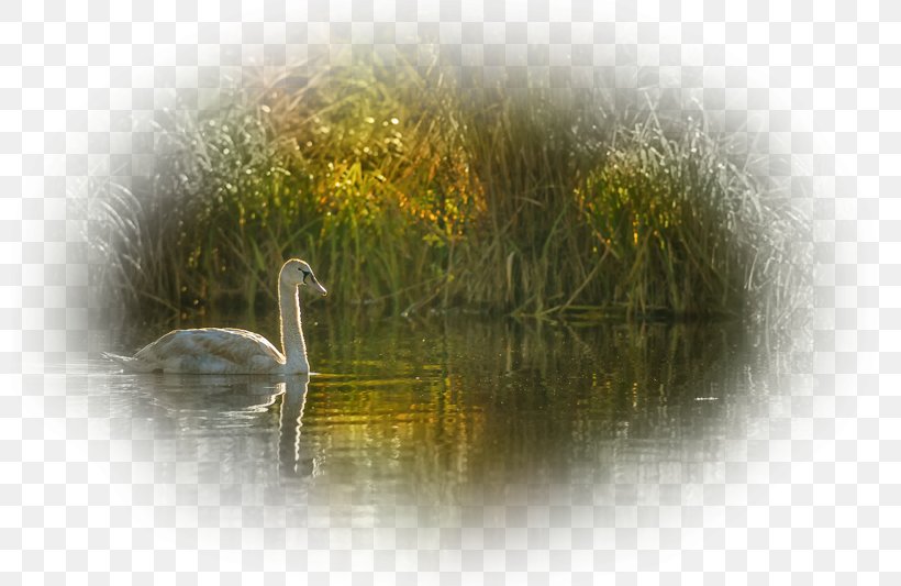 Cygnini Water Resources Fauna Wildlife, PNG, 800x533px, Cygnini, Bird, Ducks Geese And Swans, Fauna, Reflection Download Free