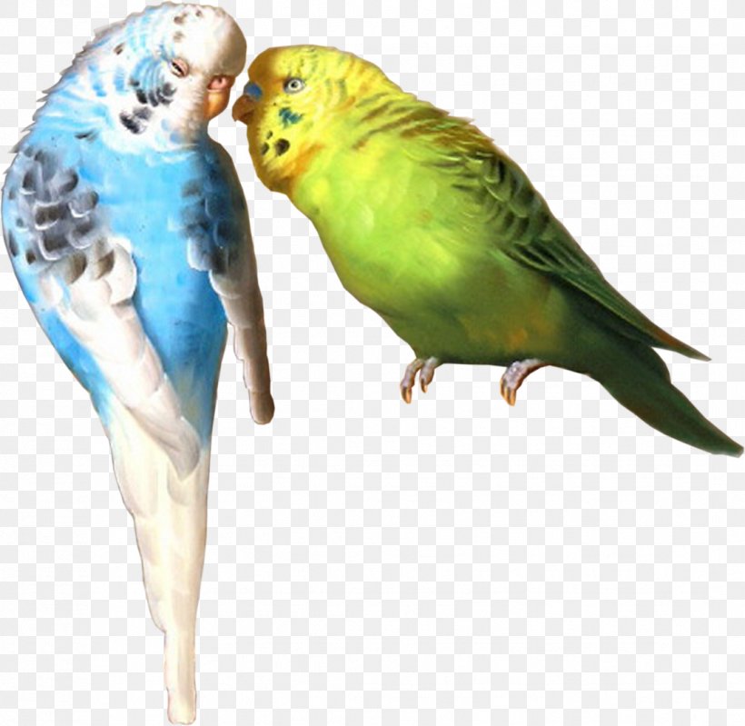 Parrot Bird Budgerigar Parakeet, PNG, 1083x1056px, Parrot, Beak, Bird, Budgerigar, Common Pet Parakeet Download Free