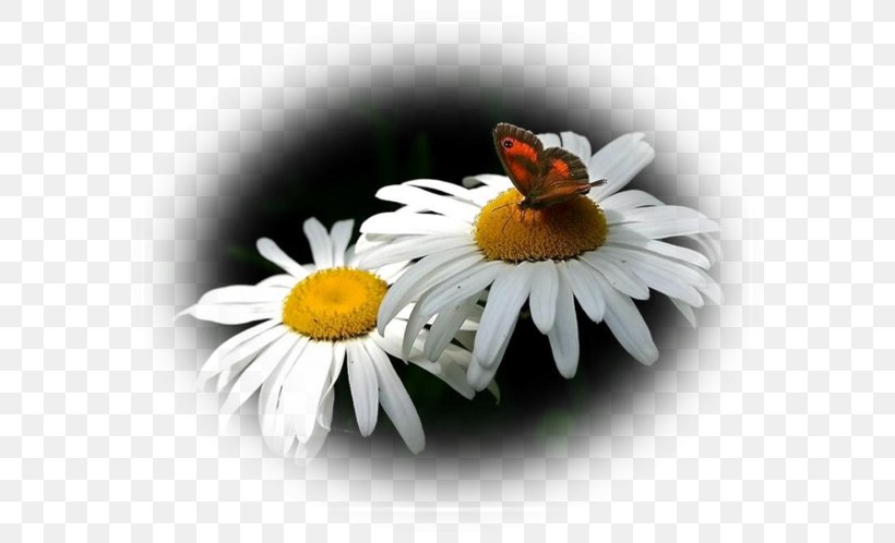 Honey Bee Foret De L'Ospedale Insect, PNG, 600x498px, Honey Bee, Bee, Corsica, Cut Copy And Paste, Daisy Download Free