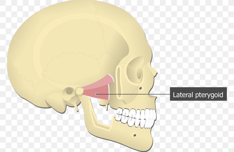 Medial Pterygoid Muscle Lateral Pterygoid Muscle Pterygoid Processes Of The Sphenoid Medial Rectus Muscle, PNG, 770x533px, Medial Pterygoid Muscle, Anatomy, Bone, Chin, Ear Download Free