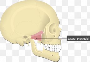 Lateral Pterygoid Muscle Medial Pterygoid Muscle Origin And Insertion ...