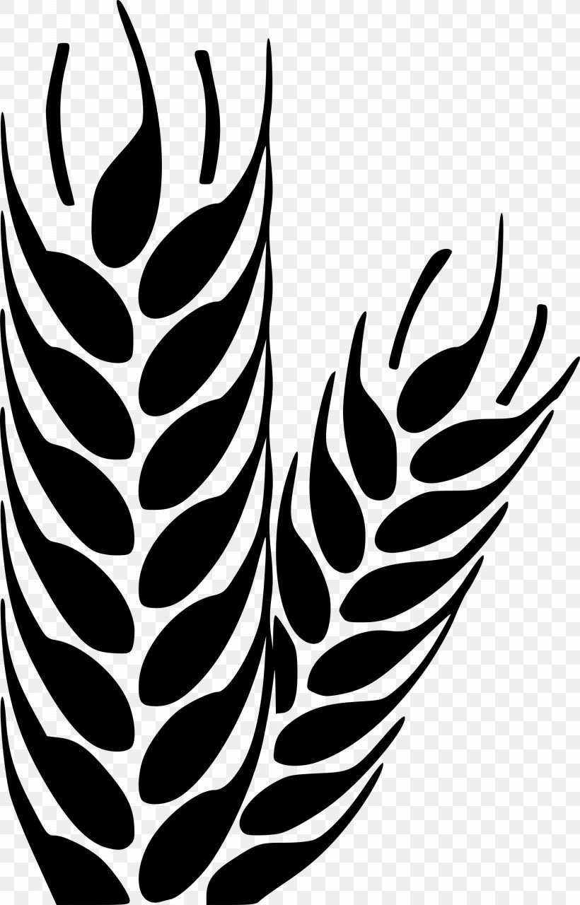 Clip Art Wheat, PNG, 1537x2400px, Wheat, Blackandwhite, Cereal, Drawing, Feather Download Free