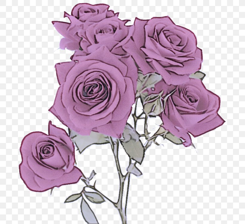 Garden Roses, PNG, 700x752px, Garden Roses, Cut Flowers, Floribunda, Flower, Pink Download Free