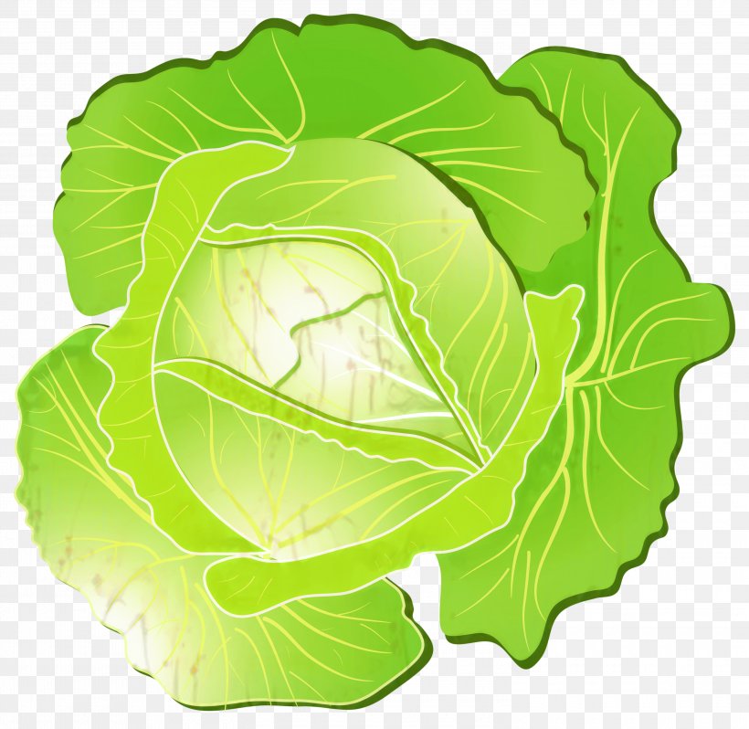 Green Leaf Background, PNG, 3000x2920px, Romaine Lettuce, Brassica, Cabbage, Collard, Flower Download Free