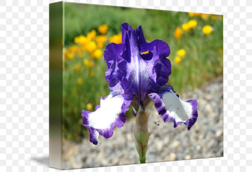Northern Blue Flag Iris Flower Data Set Bulb Violet, PNG, 650x560px, Northern Blue Flag, Blue, Bulb, Flora, Flower Download Free