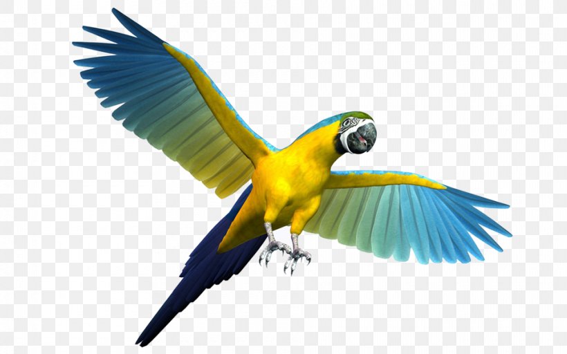 Parrot Budgerigar Bird Cockatiel Clip Art, PNG, 960x600px, Parrot, Beak, Bird, Bird Flight, Blueandyellow Macaw Download Free