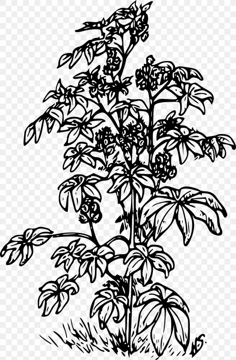 Ricinus Castor Oil Clip Art, PNG, 838x1280px, Ricinus, Black And White, Branch, Castor Oil, Drawing Download Free