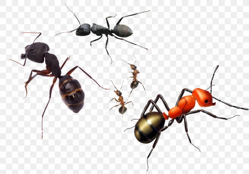 Ant Insect Reptile Amphibian Terrarium, PNG, 1000x700px, Ant, Aliexpress, Amphibian, Aquarium, Arthropod Download Free