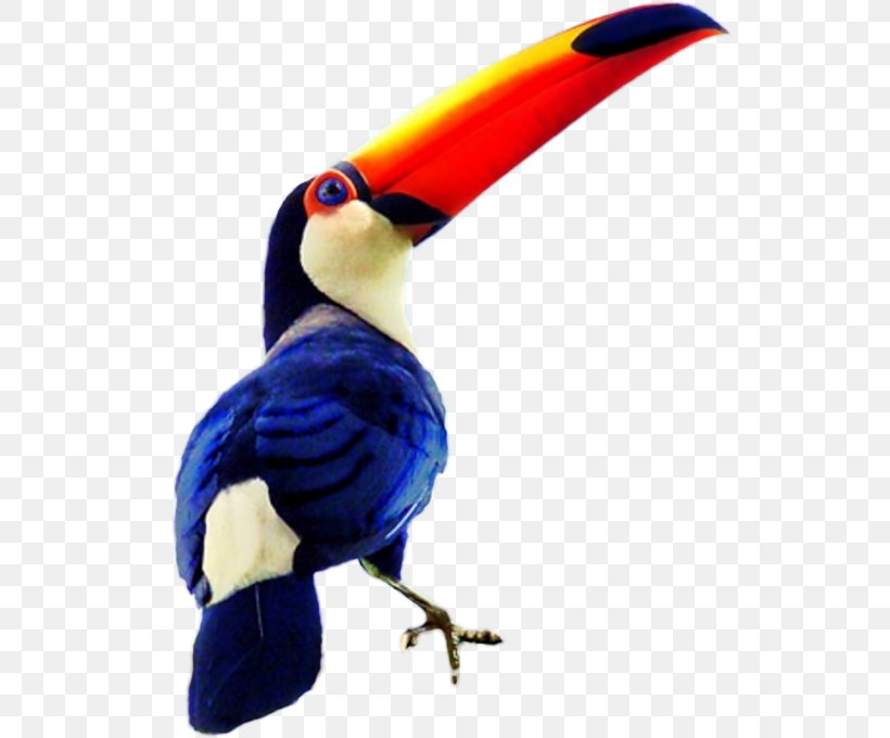 Bird Toco Toucan Drawing Blue Hornbill, PNG, 531x680px, Bird, Beak, Blue, Cartoon, Color Download Free