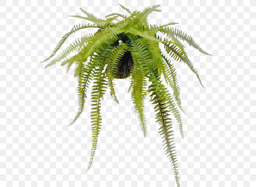 Fern, PNG, 800x600px, Plant, Fern, Flower, Leaf, Terrestrial Plant Download Free