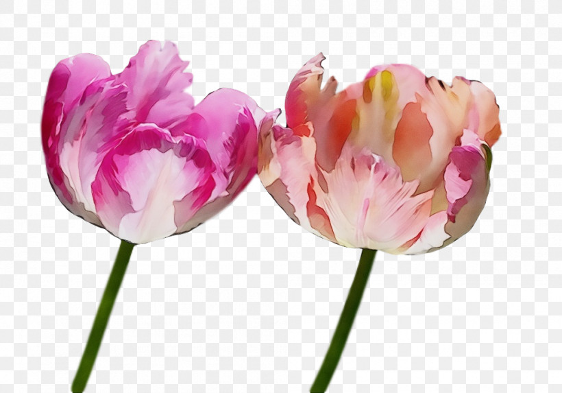 Flower Tulip Petal Pink Plant, PNG, 1004x702px, Spring Flower, Cut Flowers, Flower, Flowers, Lily Family Download Free