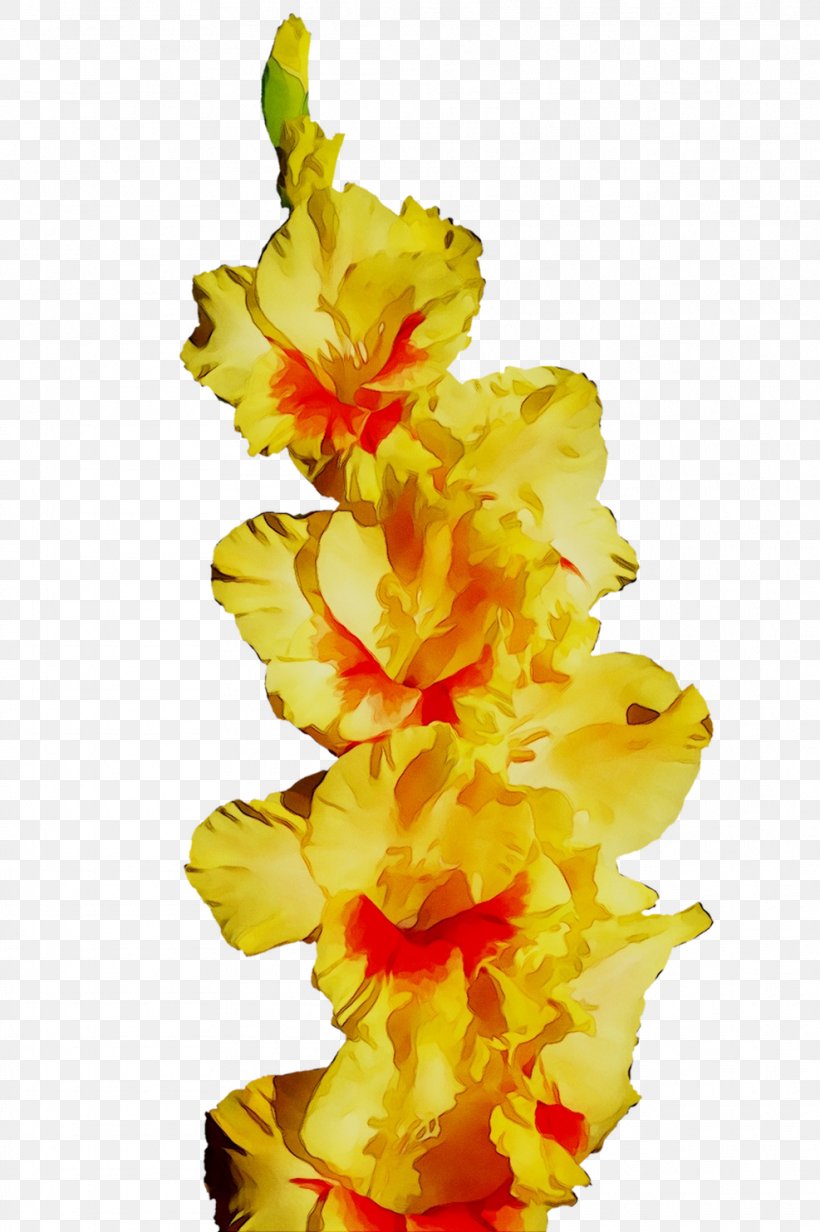 Gladiolus Yellow Cut Flowers, PNG, 987x1484px, Gladiolus, Cut Flowers, Flower, Flowering Plant, Iris Family Download Free