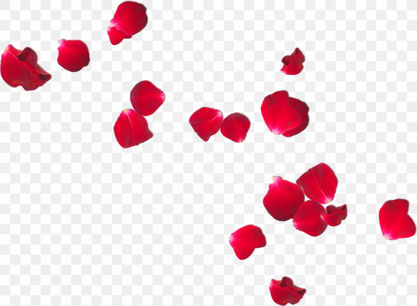 Petal Flower Frans Verwerft En Zonen Rose, PNG, 2100x1541px, Petal, Alpha Compositing, Cut Flowers, Flower, Frans Verwerft En Zonen Download Free