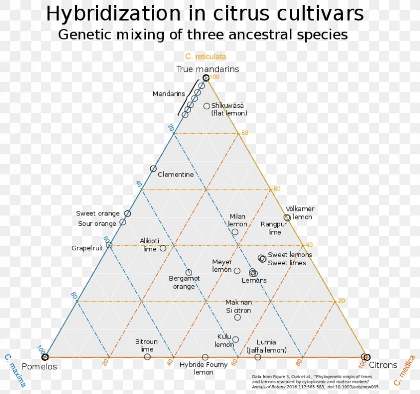 University Of California, Riverside Citrus Variety Collection Wikimedia Commons Citrus Taxonomy Wikimedia Foundation Hybrid, PNG, 823x771px, Wikimedia Commons, Area, Citrus, Desert Lime, Diagram Download Free