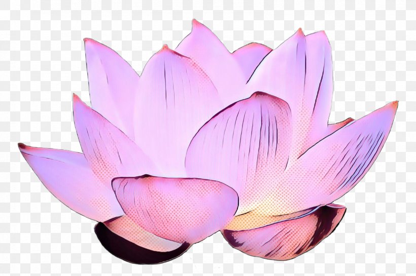 Clip Art Nymphaea Nelumbo Image Royalty-free, PNG, 1598x1063px, Nymphaea Nelumbo, Aquatic Plant, Art, Botany, Crocus Download Free