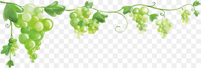 Common Grape Vine Clip Art Drawing Image, PNG, 1460x500px, Common Grape Vine, Branch, Cartoon, Drawing, Grape Download Free