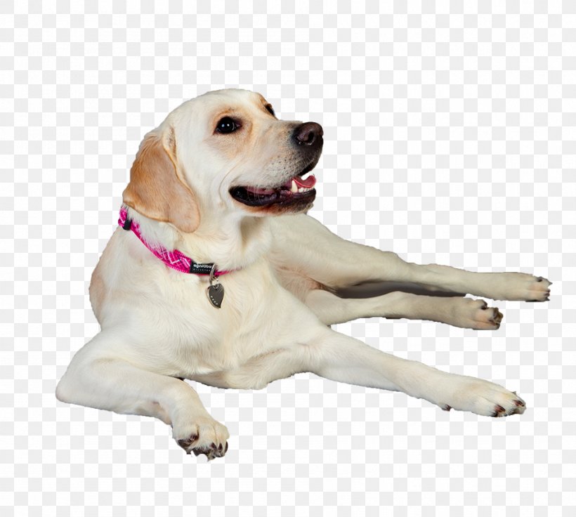 Labrador Retriever Puppy Dog Breed Companion Dog, PNG, 947x850px, Labrador Retriever, Breed, Carnivoran, Companion Dog, Dog Download Free
