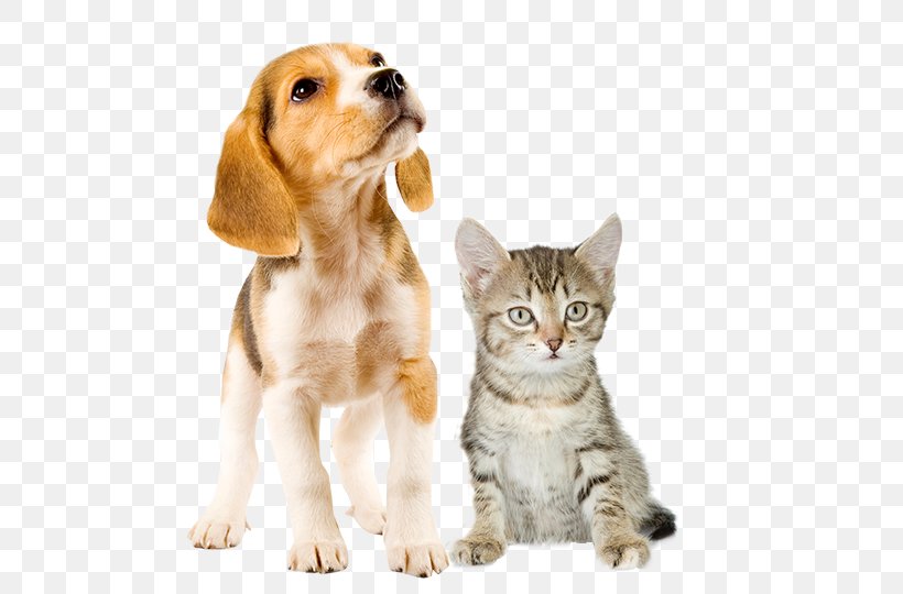 Beagle Puppy Kitten Dalmatian Dog West Highland White Terrier, PNG, 550x540px, Beagle, Bark, Carnivoran, Cat, Cat Like Mammal Download Free