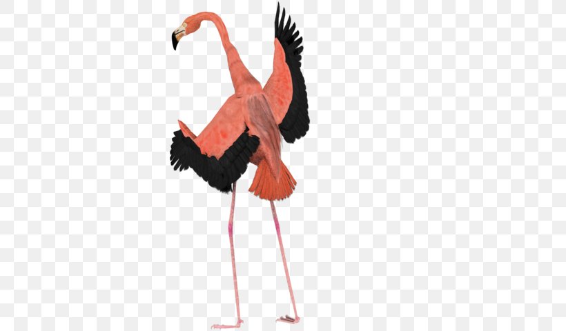 Bird Flamingo YouTube Art, PNG, 600x480px, 3d Modeling, Bird, Art, Beak, Ciconiiformes Download Free