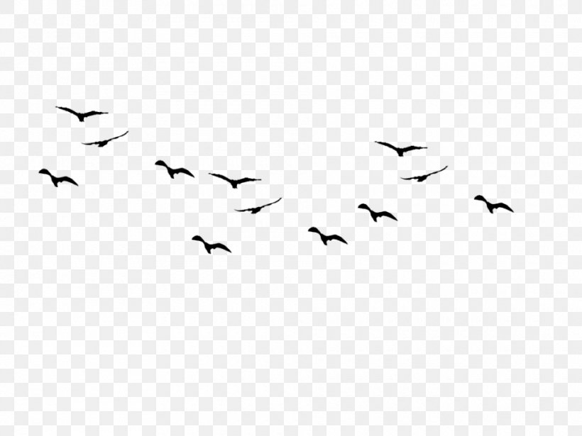 Bird Flight Clip Art, PNG, 960x720px, Bird, Animal Migration, Beak, Bird Flight, Bird Migration Download Free