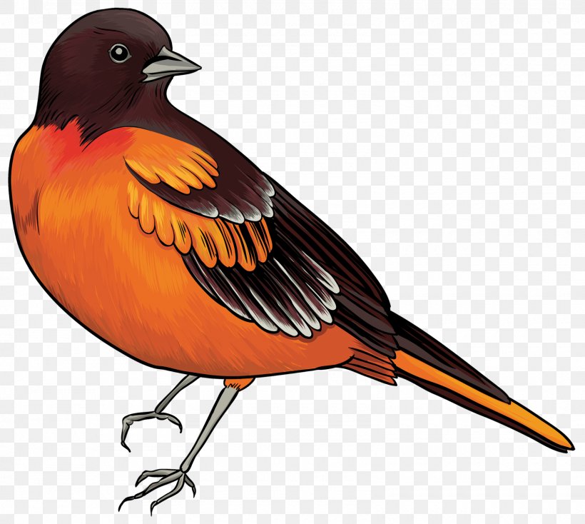 Bird Oriental Cuckoo Clip Art, PNG, 1600x1434px, Bird, Albatross, Beak, Bird Flight, Cuckoos Download Free