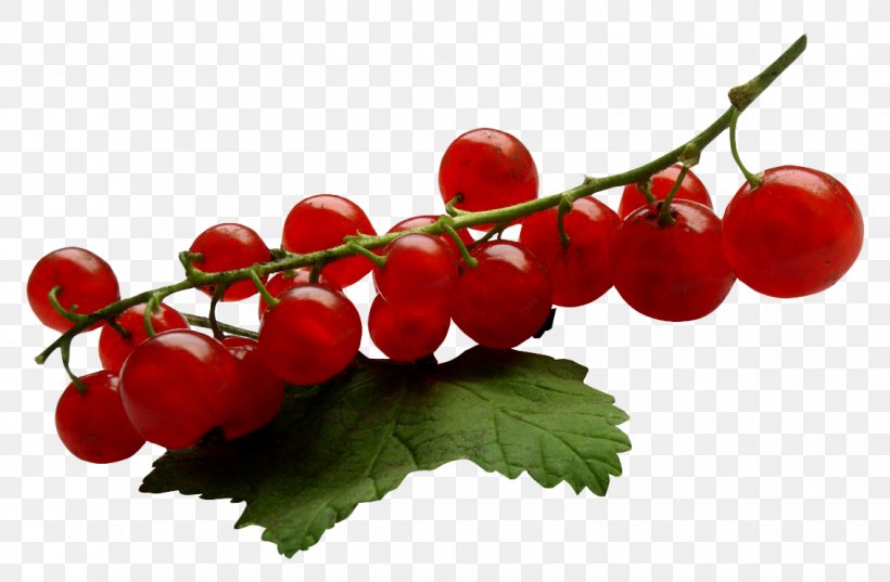 Redcurrant Frutti Di Bosco Blackcurrant Zante Currant, PNG, 1133x743px, Redcurrant, Auglis, Berry, Blackcurrant, Branch Download Free
