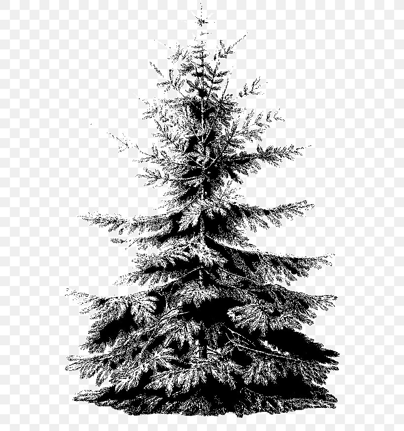 Spruce Christmas Ornament Christmas Tree, PNG, 606x874px, Spruce, Black And White, Christmas, Christmas Decoration, Christmas Ornament Download Free