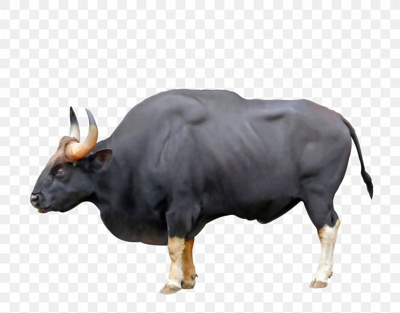 Ankole-Watusi Ox Gaur Chillingham Cattle Water Buffalo, PNG, 1875x1470px, Ankolewatusi, American Bison, Aurochs, Banteng, Bison Download Free