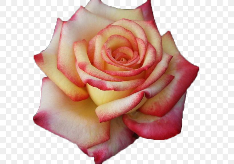 Garden Roses Cabbage Rose Hybrid Tea Rose Pink, PNG, 736x575px, Garden Roses, Cabbage Rose, Close Up, Cut Flowers, Flower Download Free