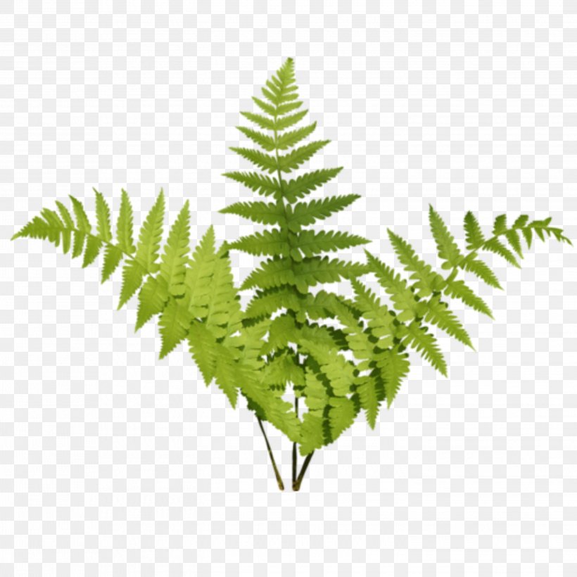 Ostrich Fern Vascular Plant Plants Flower, PNG, 2896x2896px, Fern, Burknar, Crocus, Ferns And Horsetails, Flower Download Free