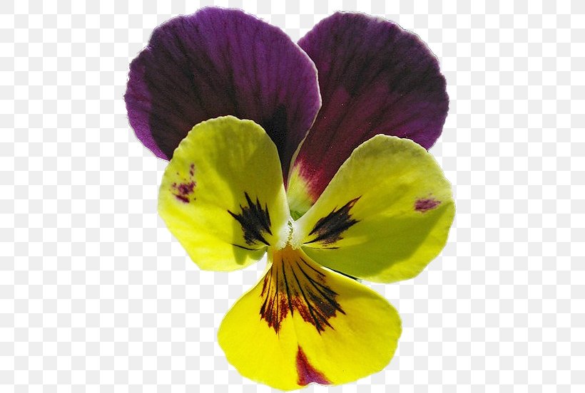 Pansy Violet, PNG, 493x552px, Pansy, Flower, Flowering Plant, Petal, Plant Download Free
