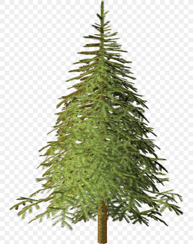 Spruce Christmas Tree Fir Pine, PNG, 747x1036px, Spruce, Advertising, Branch, Christmas Day, Christmas Decoration Download Free