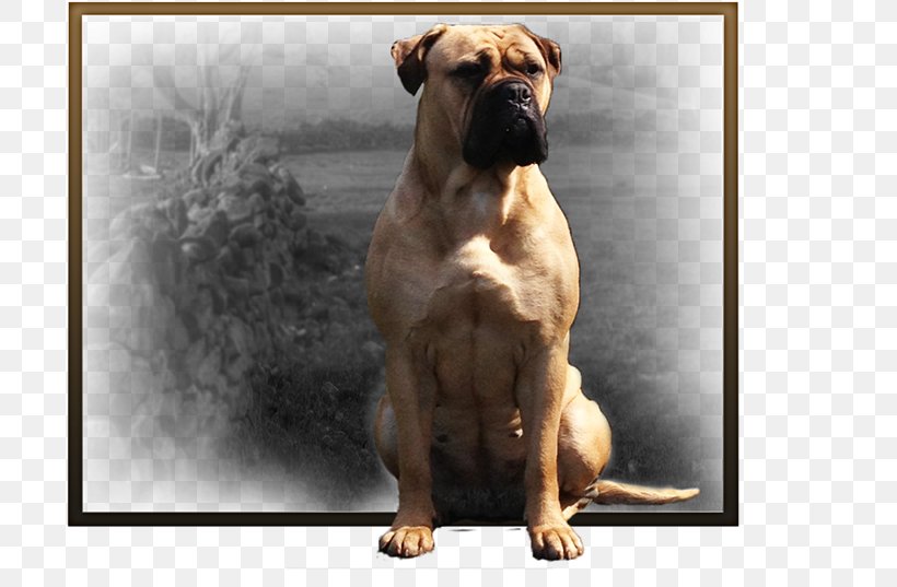 Valley Bulldog Olde English Bulldogge Bullmastiff Boerboel Boxer, PNG, 700x537px, Valley Bulldog, Boerboel, Boxer, Breed, Bulldog Download Free