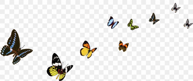 Butterfly Color Decorative Arts, PNG, 2482x1053px, Butterfly, Arthropod, Beak, Bird, Butterflies And Moths Download Free