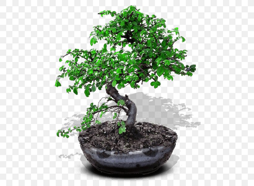 Chinese Sweet Plum Bonsai Ornamental Plant Flowerpot Tree, PNG, 600x600px, Chinese Sweet Plum, Bonsai, Cutting, Fig Trees, Flowerpot Download Free