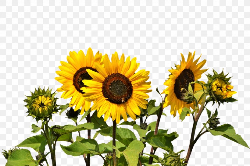 Common Sunflower Clip Art, PNG, 1280x851px, Common Sunflower, Daisy Family, Flower, Flowering Plant, Image Resolution Download Free