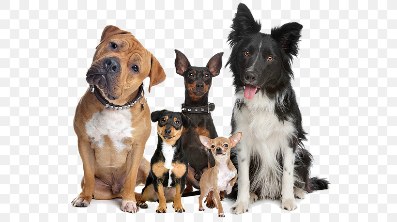 Dog Companion Dog Puppy Rare Breed (dog) Ancient Dog Breeds, PNG, 600x458px, Dog, Ancient Dog Breeds, Companion Dog, Dog Collar, Puppy Download Free