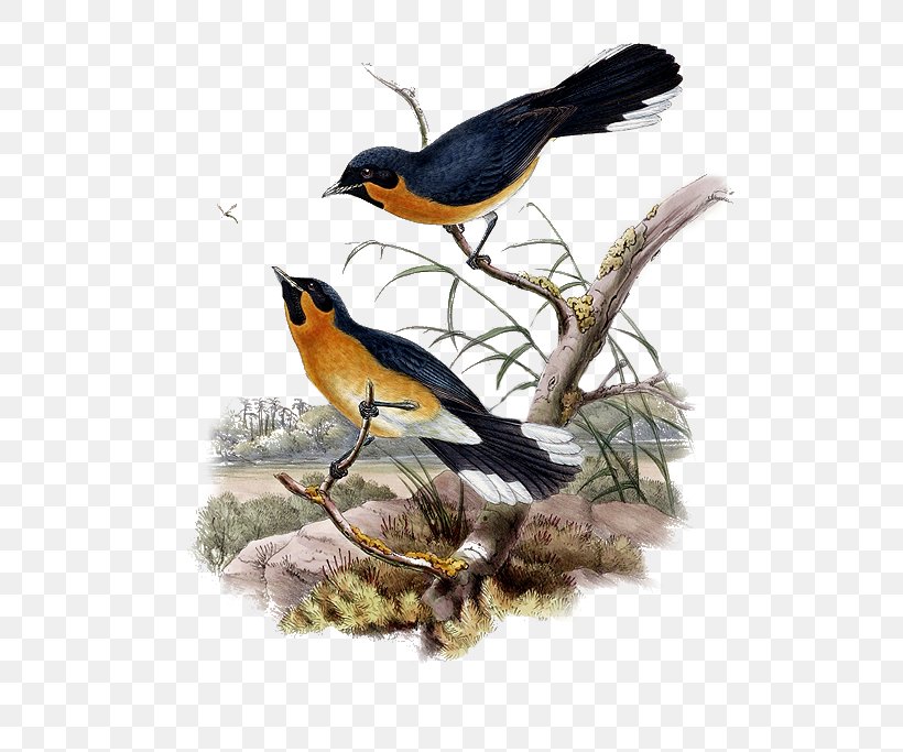 European Robin Bird Finches Painting, PNG, 563x683px, European Robin, Animal, Art, Beak, Bird Download Free