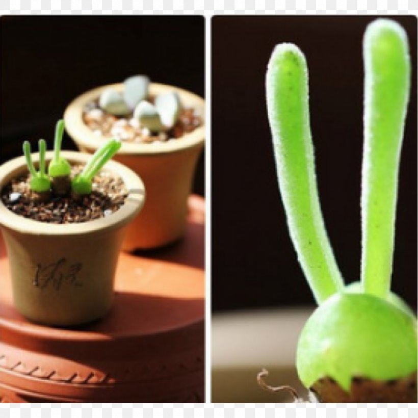 New Zealand Rabbit Monilaria Succulent Plant Seed, PNG, 900x900px, New Zealand Rabbit, Cactaceae, Flower, Flowerpot, Germination Download Free