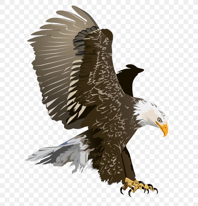 Bald Eagle Free Content Clip Art, PNG, 681x855px, Bald Eagle, Accipitriformes, Beak, Bird, Bird Of Prey Download Free