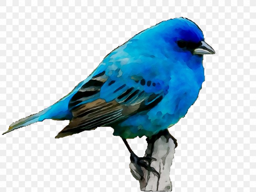 Bluebirds Sparrow Feather Beak, PNG, 1269x952px, Bird, Animal, Beak, Bearded Vulture, Blue Download Free