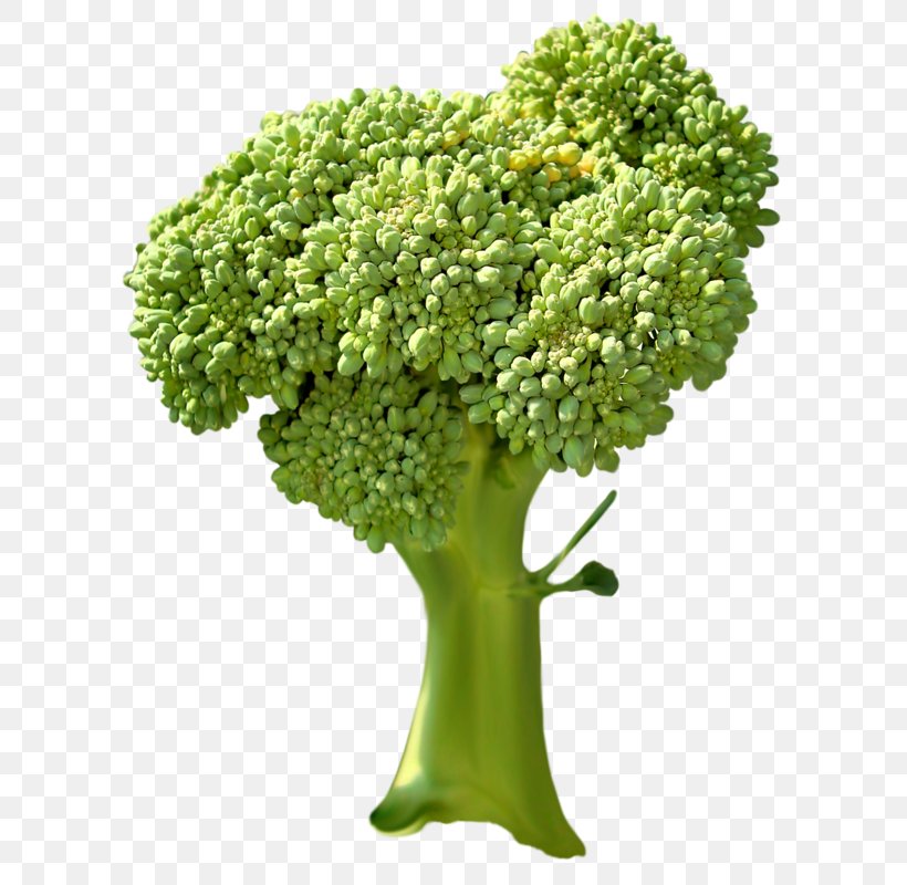 Broccoli Vegetable, PNG, 619x800px, Broccoli, Flower, Flowerpot, Food, Grass Download Free