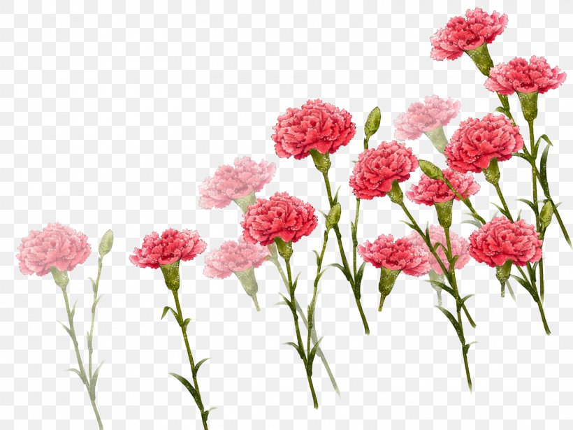 Carnation Image Mother's Day Vector Graphics Portable Network Graphics, PNG, 1524x1143px, Carnation, Annual Plant, Cut Flowers, Floral Design, Floristry Download Free
