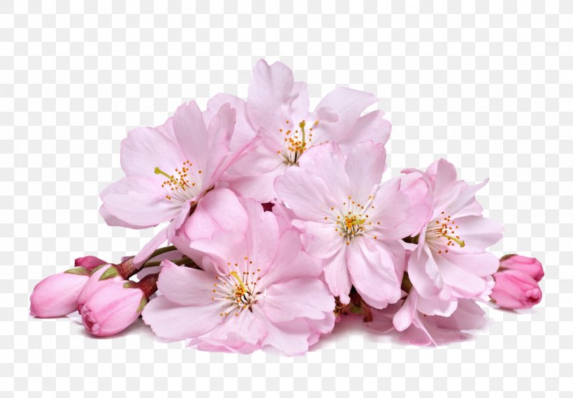 Cherry Blossom Cream Skin Whitening, PNG, 1024x713px, Cherry Blossom, Blossom, Branch, Color, Depositphotos Download Free